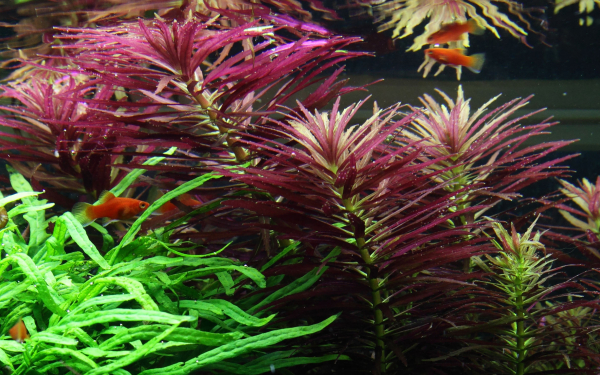 Limnophila hippuridoides - Tannenwedelähnlicher Sumpffreund